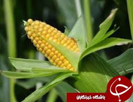 براي نخستين ‌بار؛ کشت ذرت پلاستيکي در انديمشک