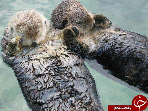 وقتی سمورهای دریایی عاشق می شوند+عکس