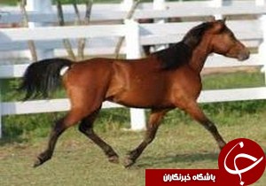 معرفی اسب های اصیل ايرانی از برنامه های فدراسیون سوارکاری