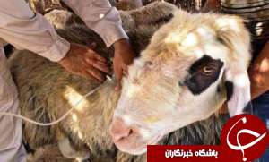 واکسینه بیش از 60 هزار دام در شادگان