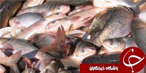 مجوز بهداشتی دامپزشکی برای صادرات انواع ماهی صادر شد
