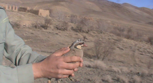 رها سازی شانزده کبک بومی در ساوه