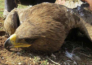 نجات یک بهله عقاب توسط آتش‎نشانان در آمل