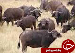 اجرای طرح هویت گذاری دام سنگین در فهرج