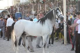 ویژه آقای باقری //////چابک سوار آماده است، لطفا موانع استاندارد باشد+تاریخچه اسب های اصیل ایران