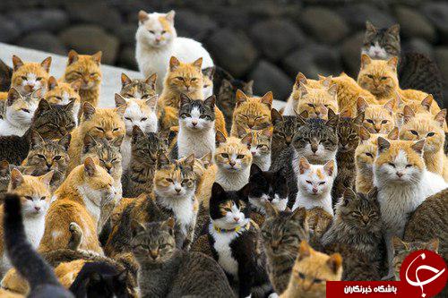وقتی گربه ها عکس خانوادگی می گیرند