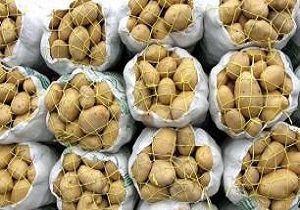 تولید یک پنجم سیب زمینی کشور در استان اردبیل