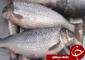 مصرف ماهی برای تقویت چشم ها مفید است