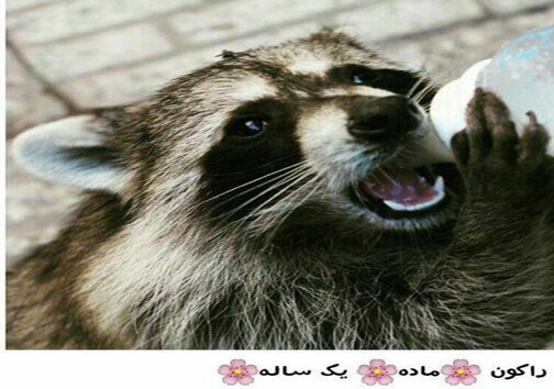 قاچاق حیات وحش در تهران+ عکس