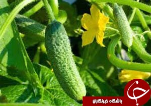 خیارهای گلخانه ای عنبرآباد روانه بازار شدند
