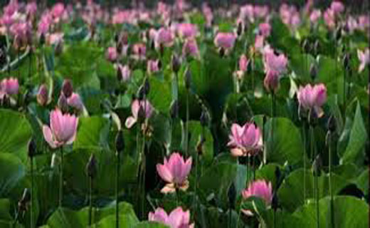 هیولای شیطانی در تالاب انزلی! +عکس