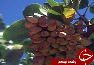 اجرای آبیاری کم فشار زیر سطحی در باغ های پسته