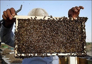 وجود 304 هزار و 393 کندوی زنبور عسل مدرن در  استان اردبیل