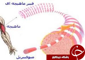 حضور متخصصان پزشکی ایران در مدرسه عضله شناسی کرمان