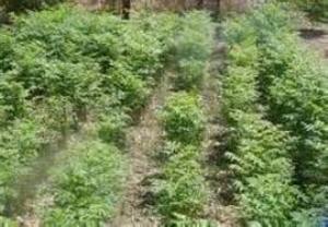 بوته کاری یک هزار هکتار از مراتع قشلاقی گلستان