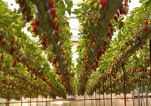 احداث مجتمع‌هاي گلخانه‌اي و باغات روسيمي از الویت های کاری