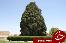 سرو كهنسال كاشمر از خطر خشکیدگی حفظ مي شود