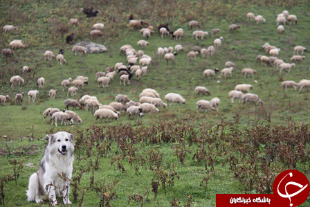 عکس هایی که بوی زندگی می دهد( قسمت نوزدهم)