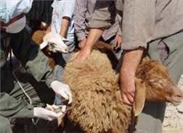مایه کوبی بیش از 38 هزار رأس دام بر علیه بیماری بروسلوز
