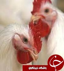 جمع آوری عرضه‌کنندگان غیرمجاز مرغ زنده دربهبهان