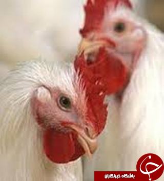 جمع آوری عرضه&zwnj;کنندگان غیرمجاز مرغ زنده دربهبهان
