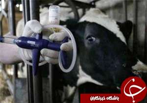 واکسیناسیون رایگان دام سنگین دشت آزادگان