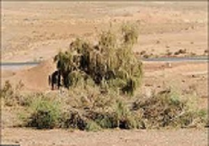 آغاز کاشت درختچه‌های گز و طاق در حوزه دشتی و بیابانی آبیک