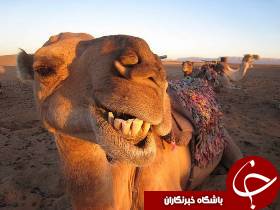 بیش از 540 نفر شتر خوزستانی صادر شد