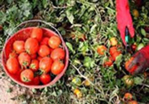 کاهش ۱۰ درصدی کشت گوجه فرنگی در بندرخمیر