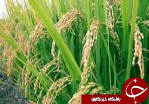 واریزشدن 40میلیارد ریال خسارت بیمه به حساب شالیکاران گیلان