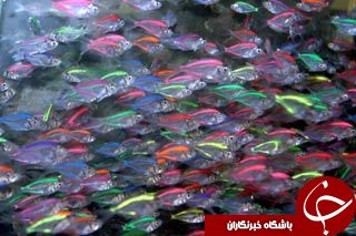 تابه حال ماهی شیشه ای را دیده اید؟+تصاویر