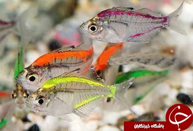 تابه حال ماهی شیشه ای را دیده اید؟+تصاویر