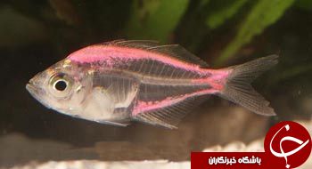تابه حال ماهی شیشه ای را دیده اید؟+تصاویر
