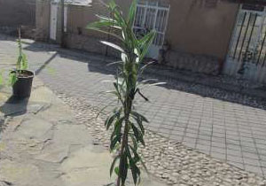 50 طرح هادی روستایی در گچساران در دست اجرا است