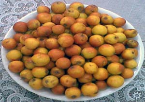 محصول کُنار هرمزگان راهی بازار شد