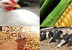 نهمین نمایشگاه دام ، طیور، آبزیان و صنایع و تجهیزات وابسته