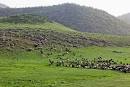گزارش؛ گرین گنجینه گرانبهای محیط زیست لرستان