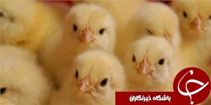 جوجه ریزی بیش از دو میلیون قطعه