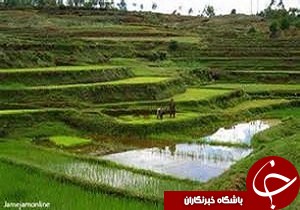 تجهیز بیش از هزار هکتار از شالیزار های درصومعه سرا
