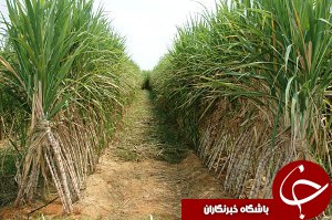 تصفیه شکر برای اولین بار در خوزستان