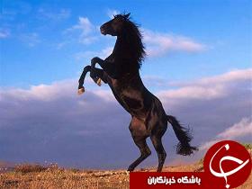 مسابقات کشوری زیبایی اسب عرب در شوش
