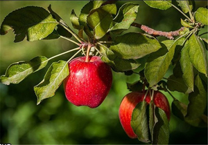 همه چیز درباره سیب