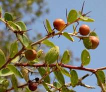 آغاز برداشت کنار از باغات سیستان و بلوچستان