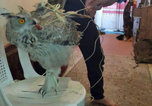دستگیری جغد شاخدار به بهانه قتل + تصاویر