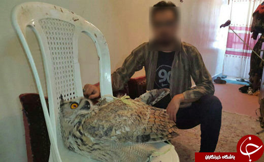 اسارت جغد شاخدار به بهانه شکار پرندگان + تصاویر