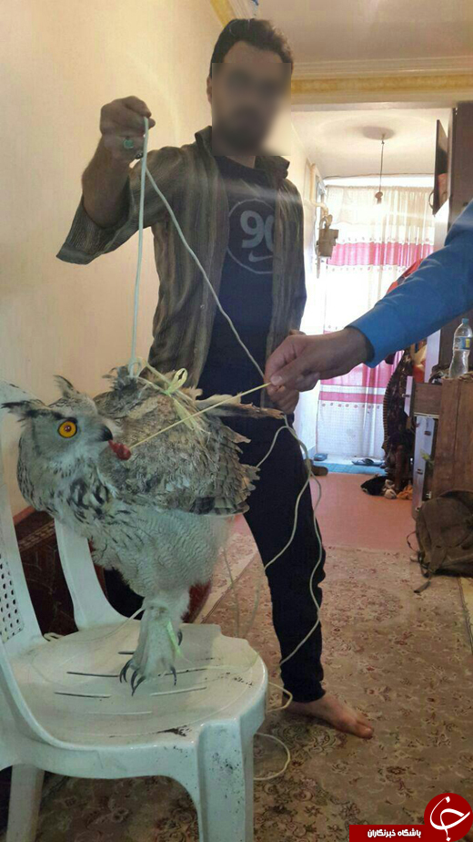 اسارت جغد شاخدار به بهانه شکار پرندگان + تصاویر