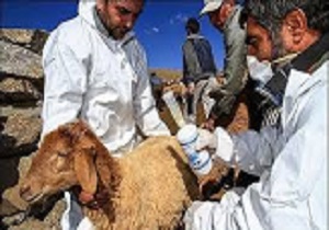 انجام بیش از 81 هزار آزمایش تشخیصی بیماری‌های دامی در قزوین