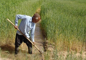 بیمه 86 هزار هکتار از مزارع گندم و جو در چهارمحال و بختیاری