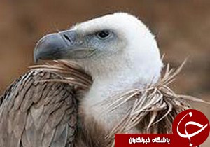 مداوا و رهاسازی یک بهله کرکس قهوه ای در طبیعت فومن
