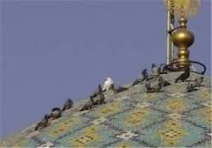 گنبد سبز قبا در دزفول